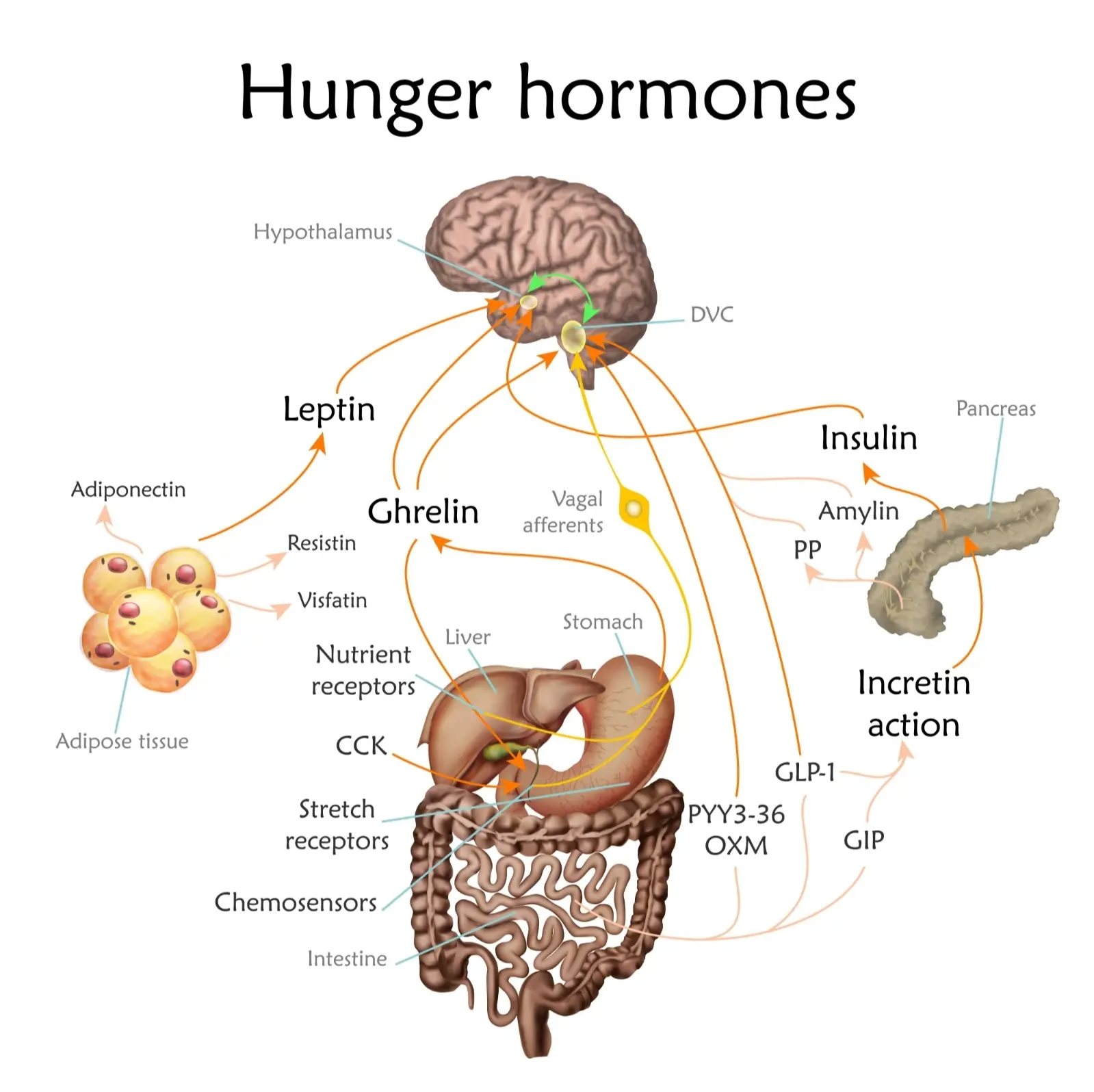 Diagram showing how GLP-1 medications like Ozempic affect hunger hormones in the brain and gut